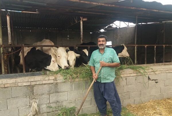 دشواری دامداران گلستانی در تامین نهاده| دولت فقط خوراک یک روز دام را می دهد  دشواری دامداران گلستانی در تامین نهاده| دولت فقط خوراک یک روز دام را می دهد