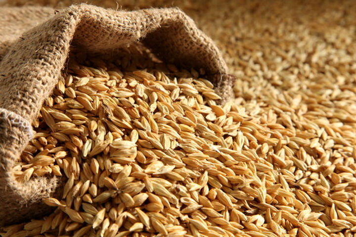 تحقق ۵۷ درصدی تولید و خرید بذر جو تاکنون| پرداخت یارانه به بذر جو