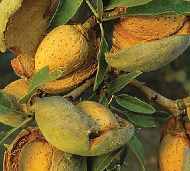 خرید نهال بادام از نهالستان برترنهال