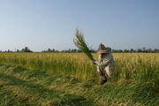 بیش از ۳۰۰ هزار تن برنج تولیدات داخلی در انبارهای کشاورزان مانده است