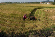 افزایش تولید برنج سال جاری نسبت به سال قبل