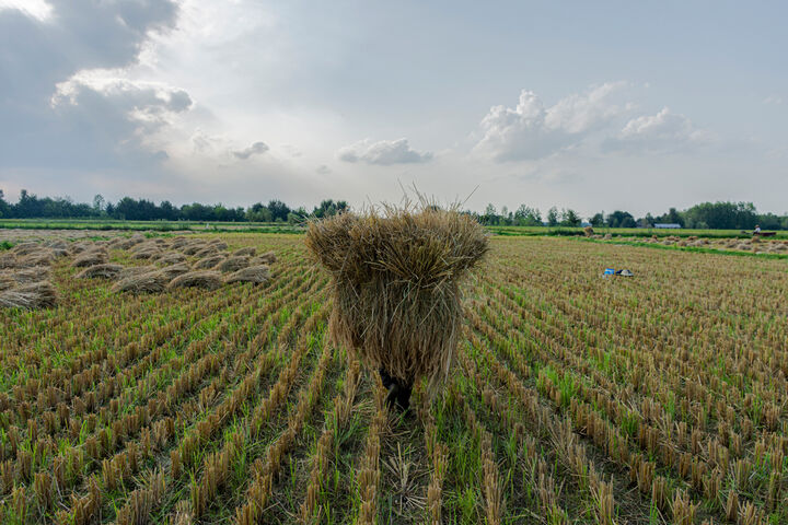 
خرید ۱۰۰ هزار تن برنج در مازندران در قالب کشت قراردادی