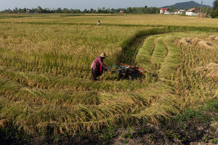  افزایش تولید برنج سال جاری نسبت به سال قبل