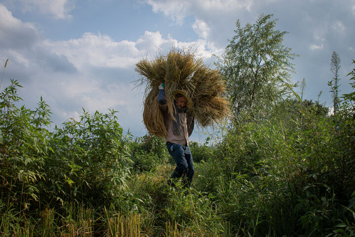 آغاز برداشت برنج در استان گیلان