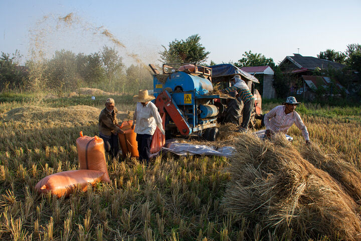 برداشت برنج سالم در مازندران