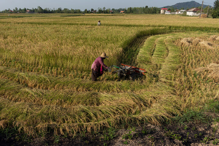 ۴۱ هزار هکتار از شالیزارهای مازندران به زیر کشت رتون رفت ۴۱ هزار هکتار از شالیزارهای مازندران به زیر کشت رتون رفت