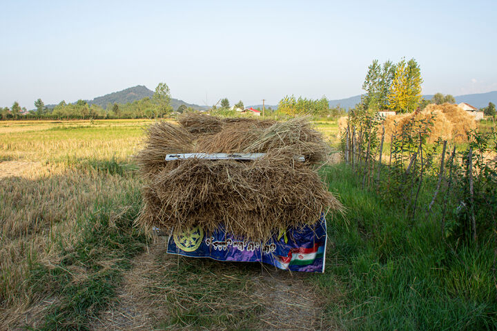 آغاز برداشت برنج در استان گیلان