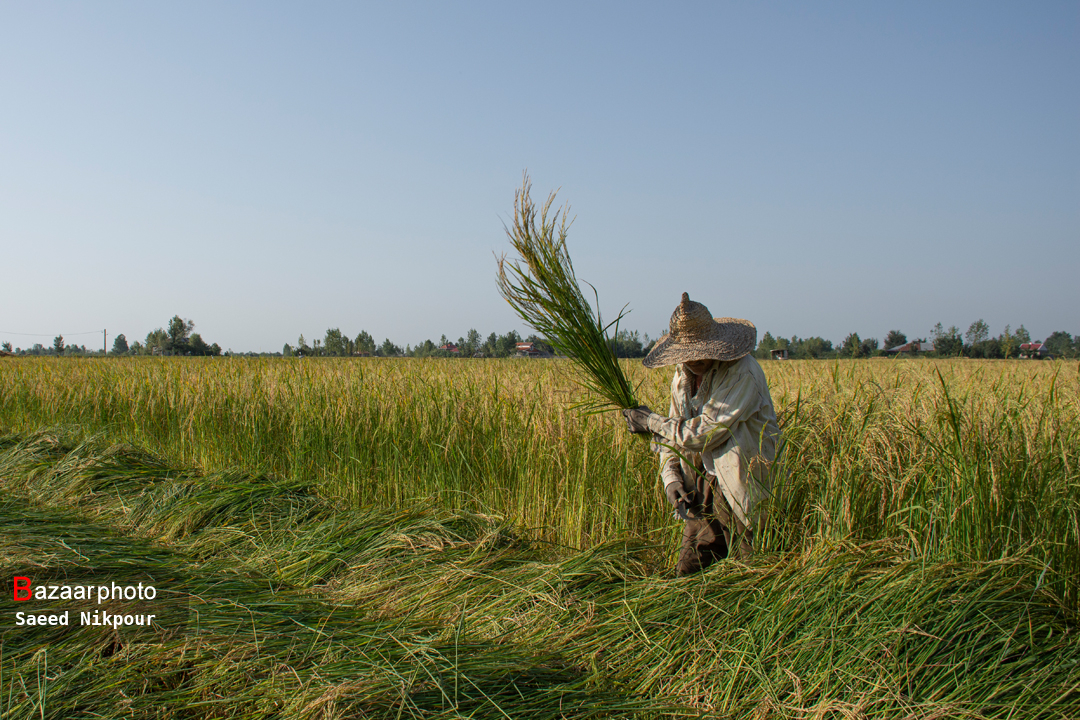 سود صددرصدی در جیب دلالان برنج| دولت هزینه تولید را با مشوق‌ها کاهش دهد