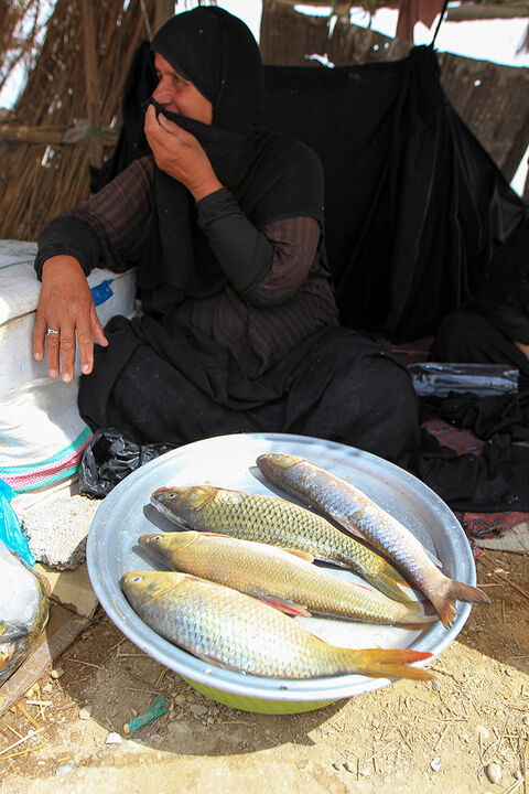 امرار و معاش در تالاب شادگان