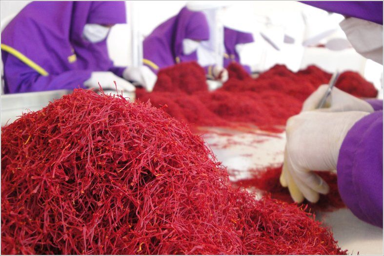 «کروسین» چالشی جدید در بازار زعفران| مشکل کشاورزان رفع حل می‌شود؟ 