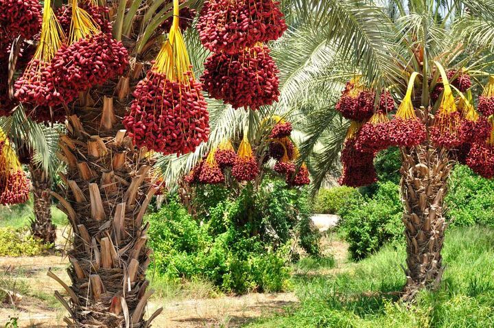۳۰ هزار تن خرما از استان بوشهر صادر می‌شود