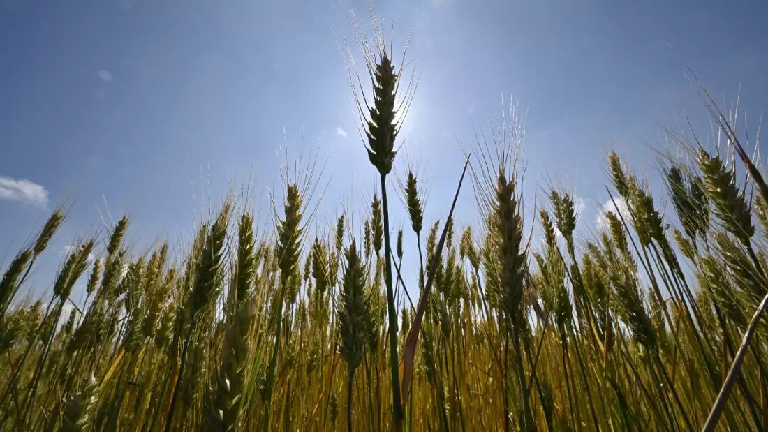 تولید ۲۱ میلیون تنی غلات ایران در سال زراعی ۱۴۰۱-۱۴۰۲