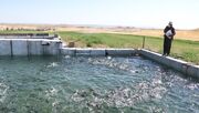 اجرای طرح پرورش ماهی قزل آلا در شالیزارهای آمل