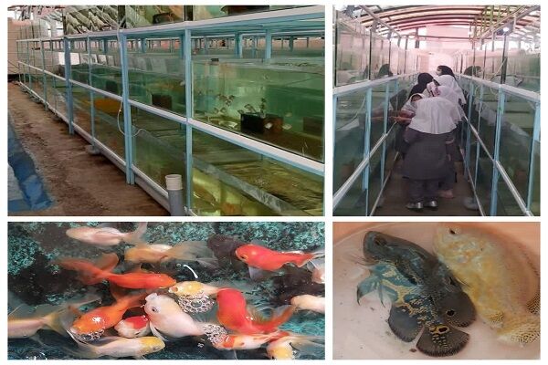 پرورش ماهی زینتی کسب و کاری کم هزینه با سود بالا پرورش ماهی زینتی کسب و کاری کم هزینه با سود بالا