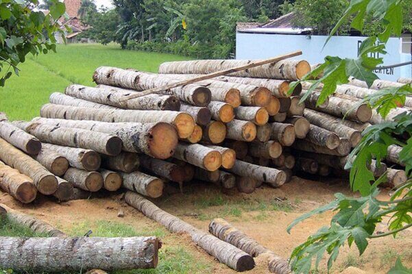 توسعه زراعت چوب در دستور کار