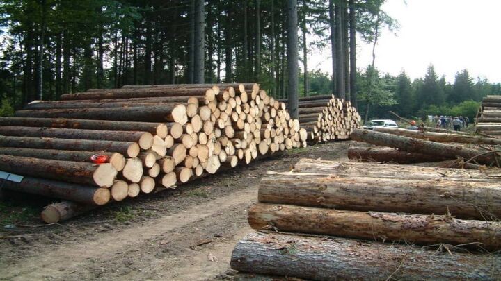 سالانه ۱۰۰ هزار متر مکعب چوب قاچاق می‌شود