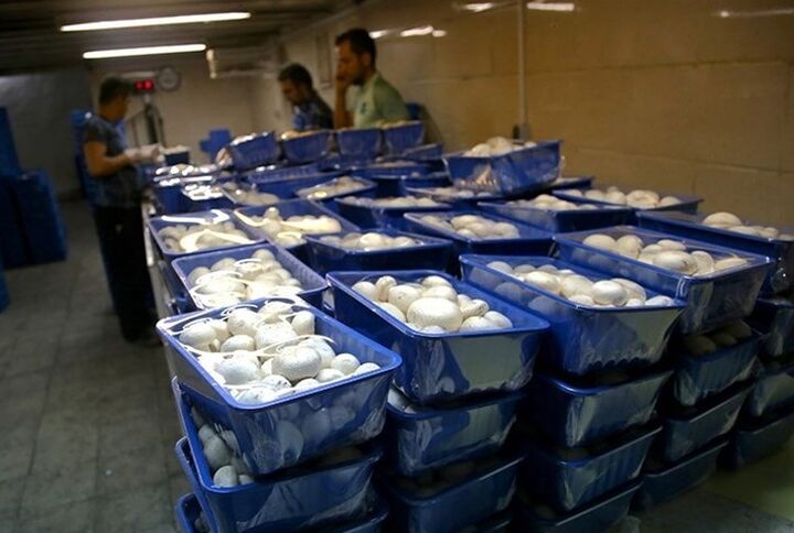 صادرات قارچ به ۷ هزار تن رسید