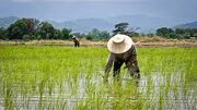 سیاستی که موج تازه گرانی را در بازار جهانی برنج به همراه دارد