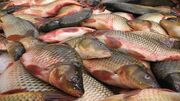 قیمت انواع ماهی ۱۸ مهر ۱۴۰۲