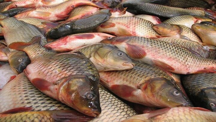 قیمت انواع ماهی ۸ شهریور ۱۴۰۲