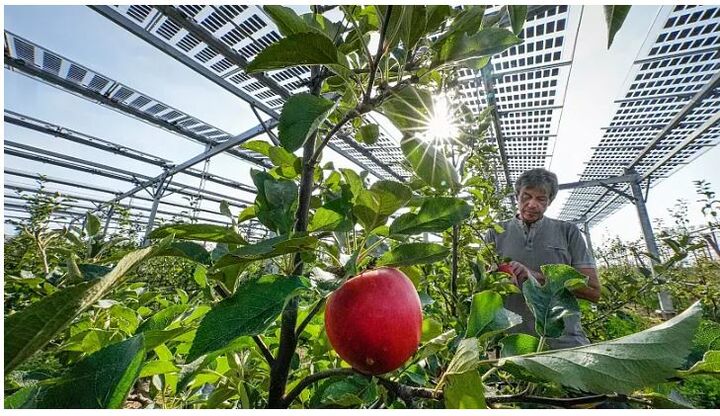 لزوم نصب پنل های خورشیدی در باغ های کرمان| کشاورزان نگران محصول هستند