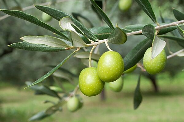 افزایش سطح باغات ایلام در انتظار تکمیل ایستگاه های پمپاژ