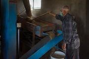 سرانه ناچیز برنج قهوه ای در مازندران| تولیدات ارگانیک در سایه
