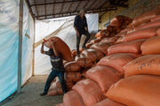 هزار و ۵۰۰ تن برنج انبار شده در مازندران خریداری شد