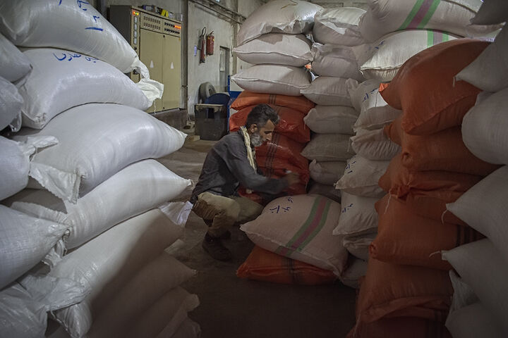 ۱۱ مرکز خرید برنج در مازندران دایر شد| اعلام نرخ ها
