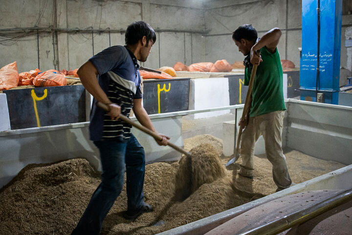 نوبت تعیین تکلیف ۲۵۰ هزار تن برنج دپوشده در مازندران رسید