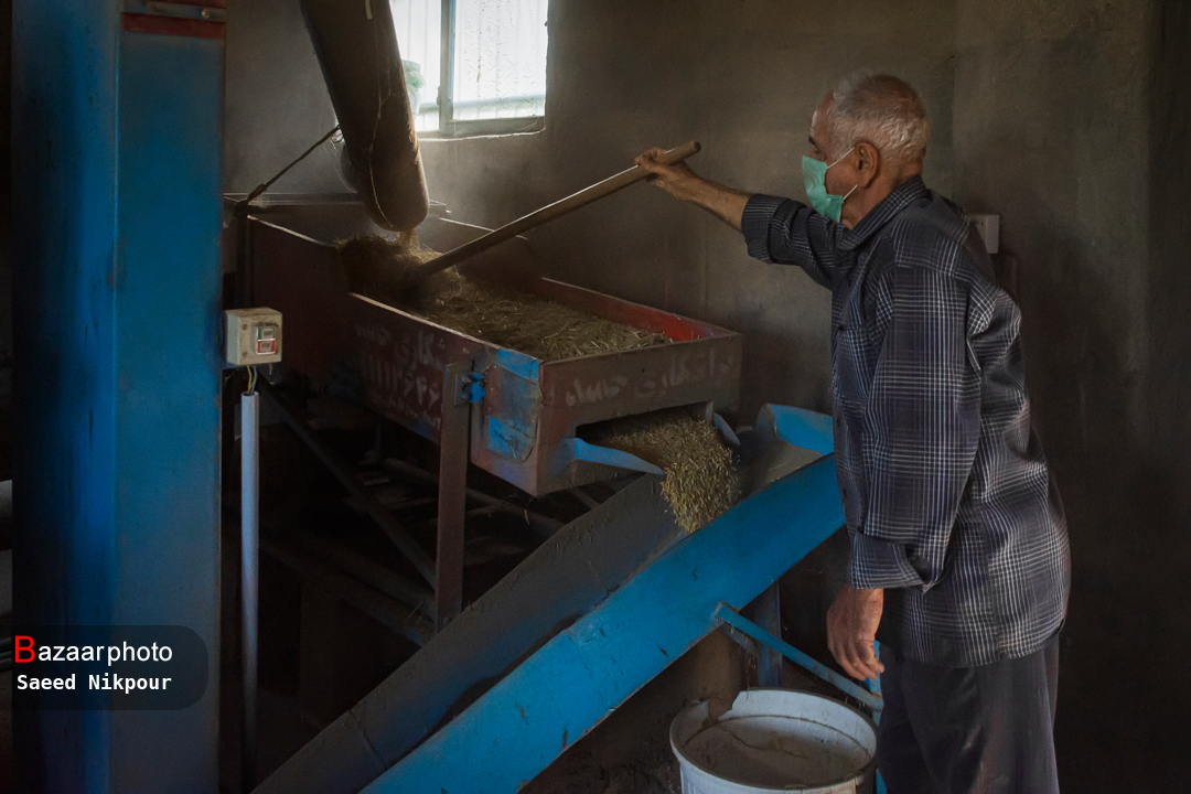 تلخند برنج امسالی به پارسالی| مشتریان چک می دهند و مسئولان وعده
