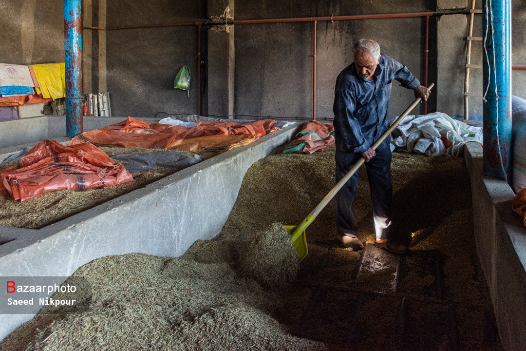 بلاتکلیفی در بازار برنج؛ همه ناراضی جز دلال