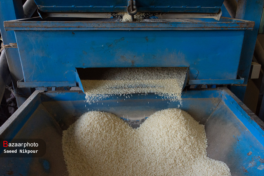 افزایش قیمت برنج پارسال غیرطبیعی بود| افزایش ۲۵ درصدی تولید