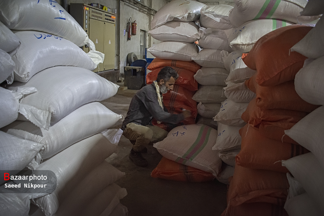 سرانه ناچیز برنج قهوه ای در مازندران| تولیدات ارگانیک در سایه