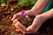 خانه میکروب های خاک را تخریب نکنید| تنوع زیستی و کودهای دامی باید به مزارع برگردد