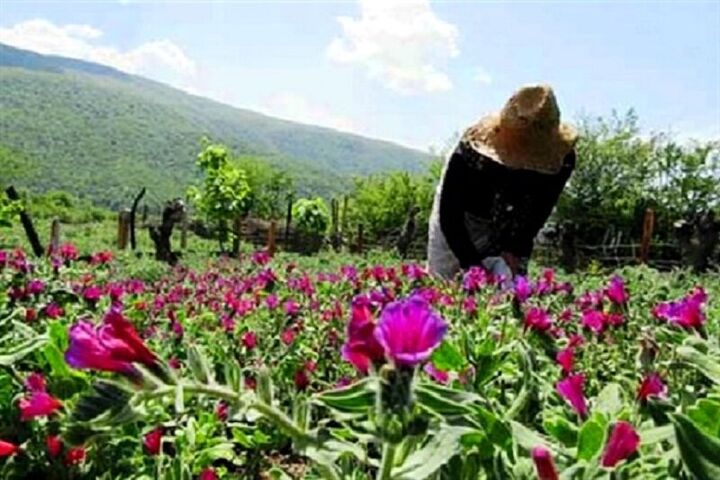 کشت گیاهان دارویی در ۱۳۰۰ هکتار از مزارع مازندران