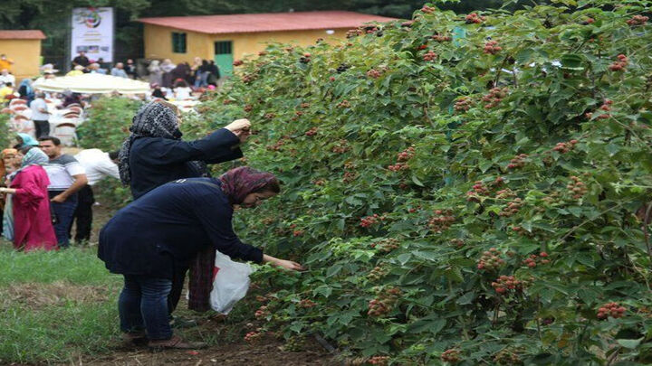آب در هاون گردشگری کوبیدن|جاذبه های مزارع خراسان جنوبی و ضعف زیر ساخت ها آب در هاون گردشگری کوبیدن|جاذبه های مزارع خراسان جنوبی و ضعف زیر ساخت ها