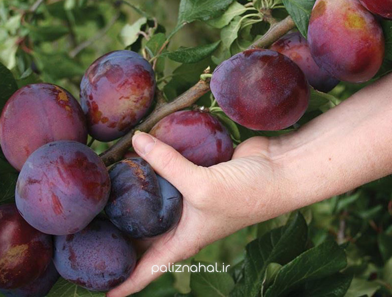 نهال زردآلو و آلو را برای چه شرایط آب و هوایی بخریم؟