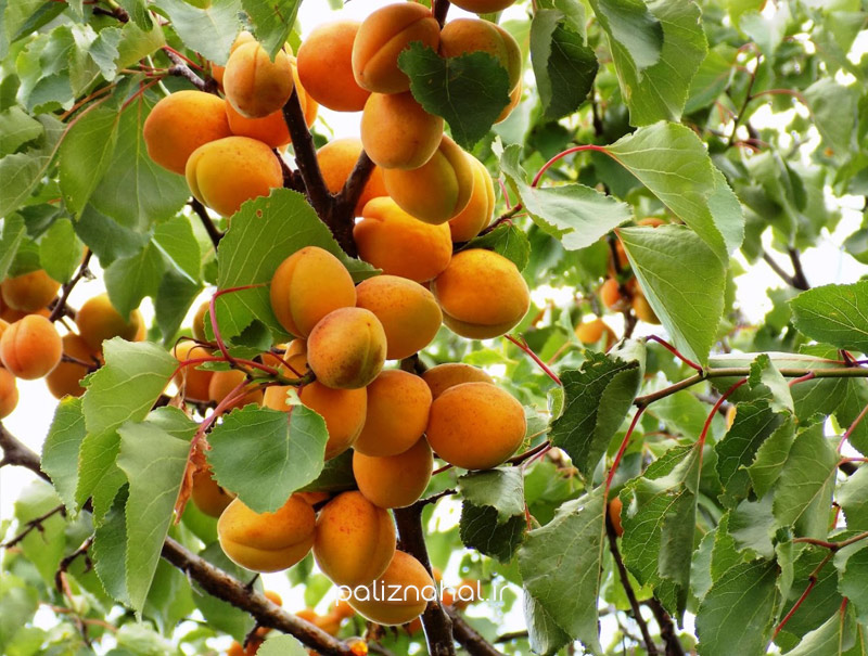 نهال زردآلو و آلو را برای چه شرایط آب و هوایی بخریم؟