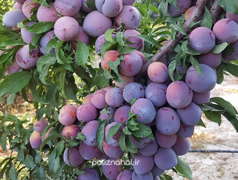 نهال زردآلو و آلو را برای چه شرایط آب و هوایی بخریم؟