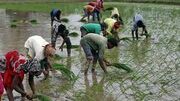 هند صادرات برنج را محدود کرد