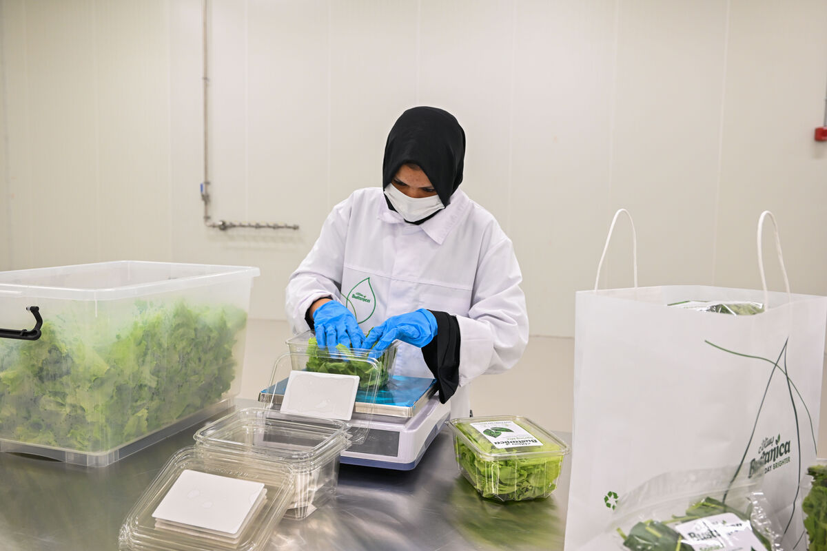 تولید سالانه یک میلیون کیلو گرم سبزی در دل بیابان! | ورود شرکت هواپیمایی به کشت عمودی