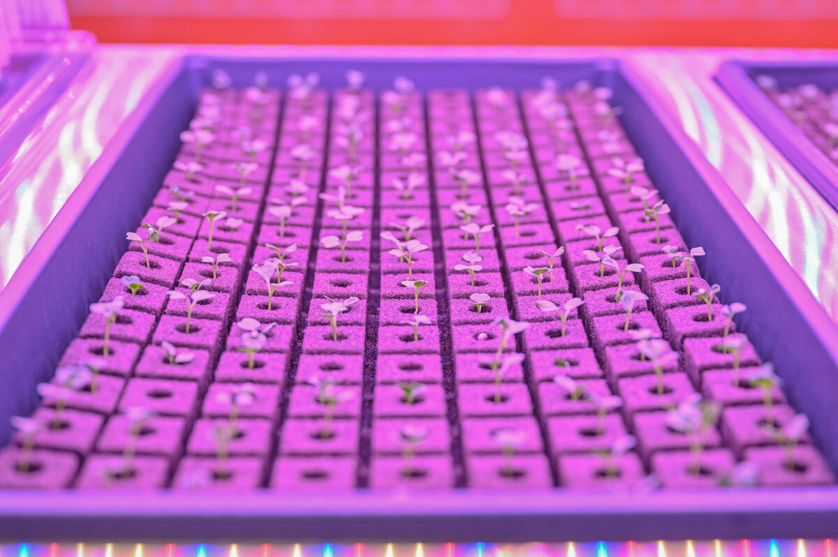 تولید سالانه یک میلیون کیلو گرم سبزی در دل بیابان! | ورود شرکت هواپیمایی به کشت عمودی