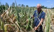 کشاورزی روز به روز کوچک‌تر می‌شود | خشکسالی و سیاست‌های ناکارآمد متهمان اصلی