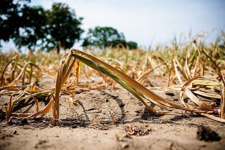 خسارت ناشی از خشکسالی به کشاورزان ایلامی پرداخت می‌شود