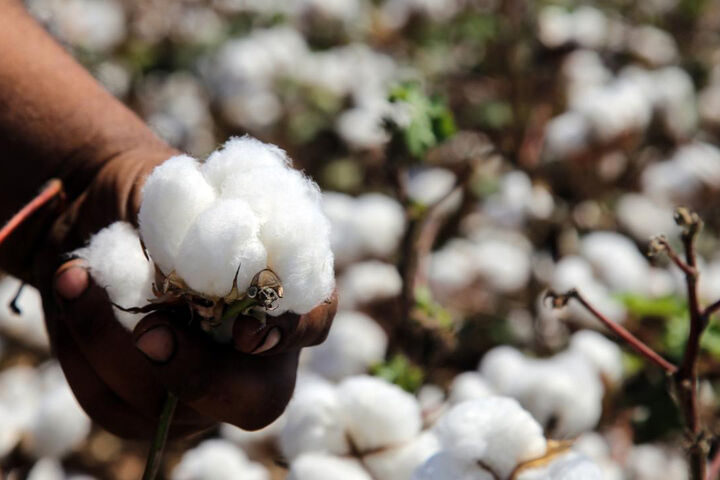 ایران؛ پیشرو در بخش بذر پنبه خاورمیانه| رشد ۵.۸۲ درصدی اندازه بازار جهانی تا سال ۲۰۳۰