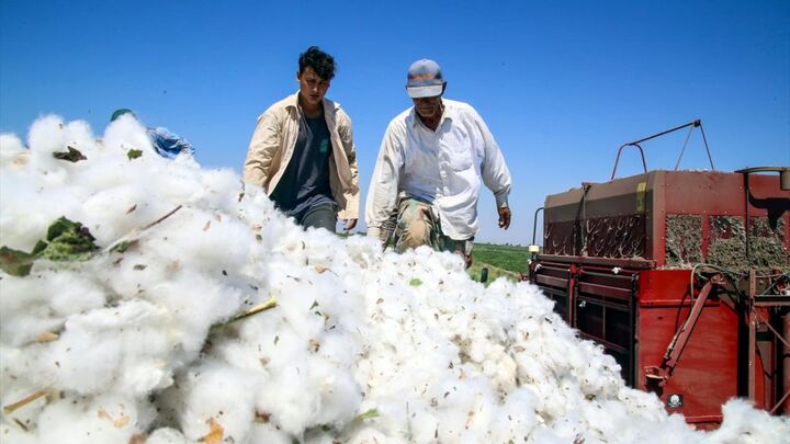 ارزش ۴۷.۷ میلیارد دلاری خرید جهانی پنبه در ۲۰۲۴؛ ایران واردات خود را ۵۳ درصد کاهش داد