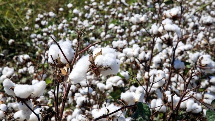 سومین همایش بین المللی دانش، صنعت و تجارت پنبه در گرگان برگزار می شود 