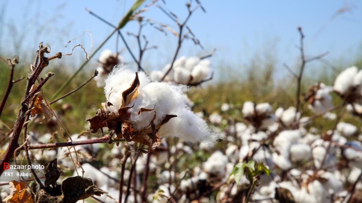 خداحافظ پنبه؛ طلای سفید از مازندران کوچ کرد