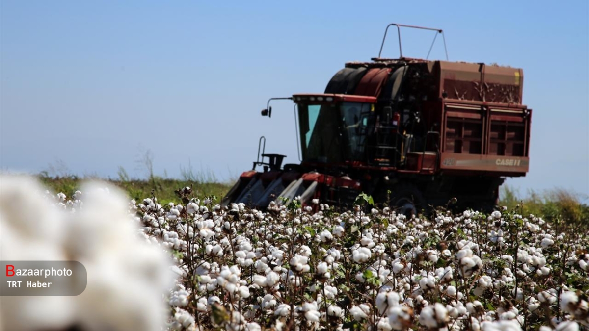 کاهش رغبت به کشت پنبه در استان گلستان | بازار طلای سفید کم رونق شد